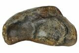 Fossil Whale Ear Bone - Miocene #109266-1